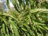 Urtica angustifolia