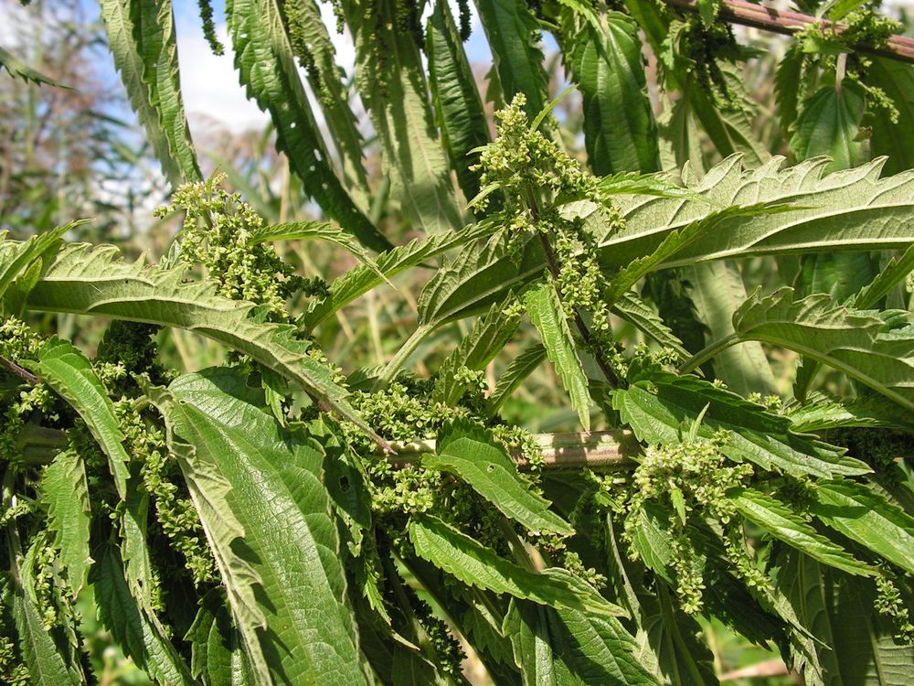 Image of Urtica angustifolia specimen.