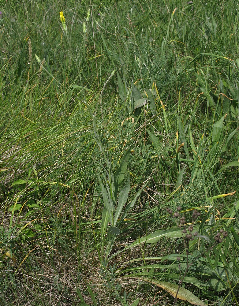 Image of Scorzonera taurica specimen.