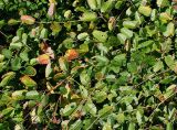 Sanguisorba officinalis. Часть отцветающего растения. Германия, г. Krefeld, ботанический сад. 16.09.2012.
