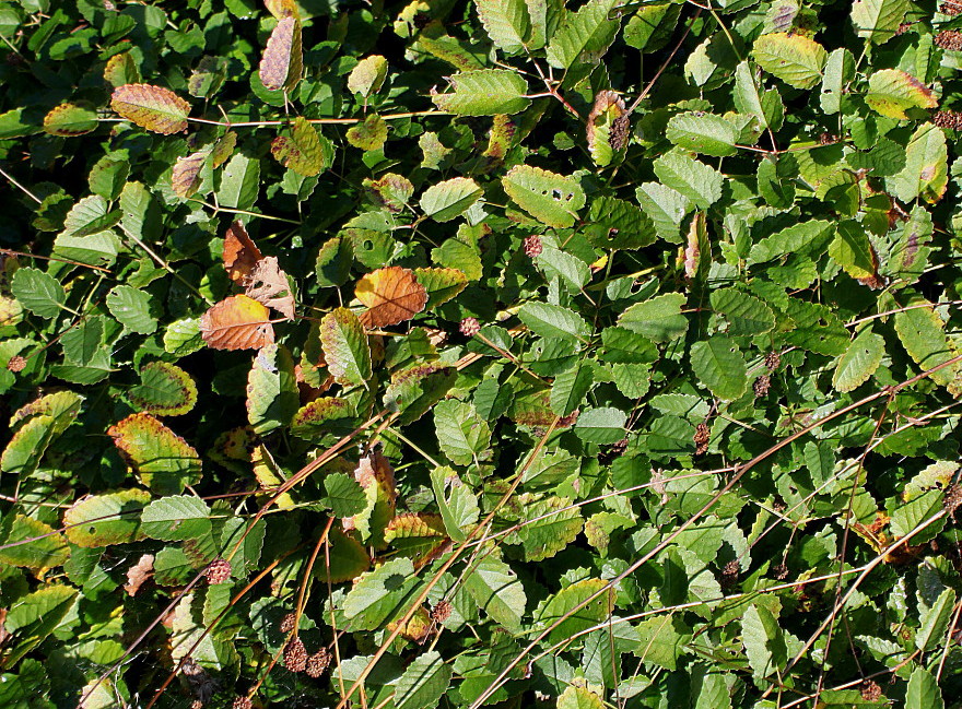 Image of Sanguisorba officinalis specimen.