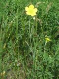 Ranunculus illyricus