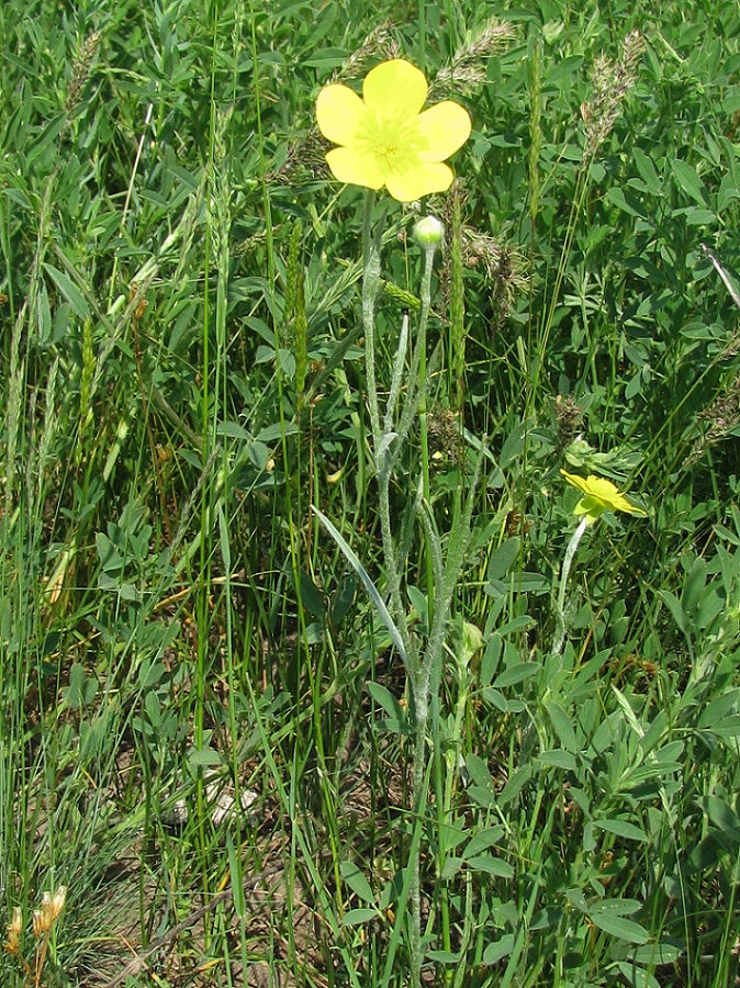 Image of Ranunculus illyricus specimen.