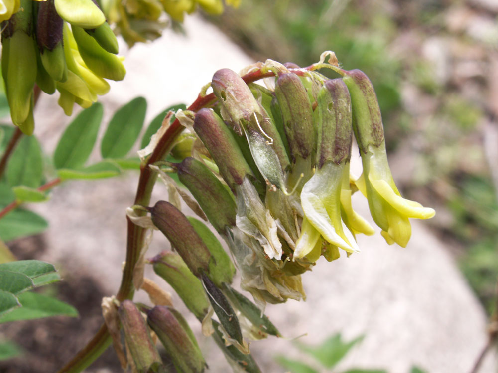 Изображение особи Astragalus lepsensis.