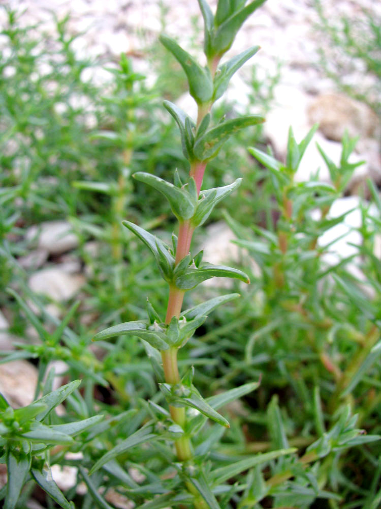 Image of Salsola soda specimen.