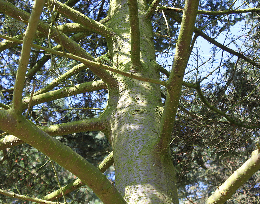 Image of Abies alba specimen.