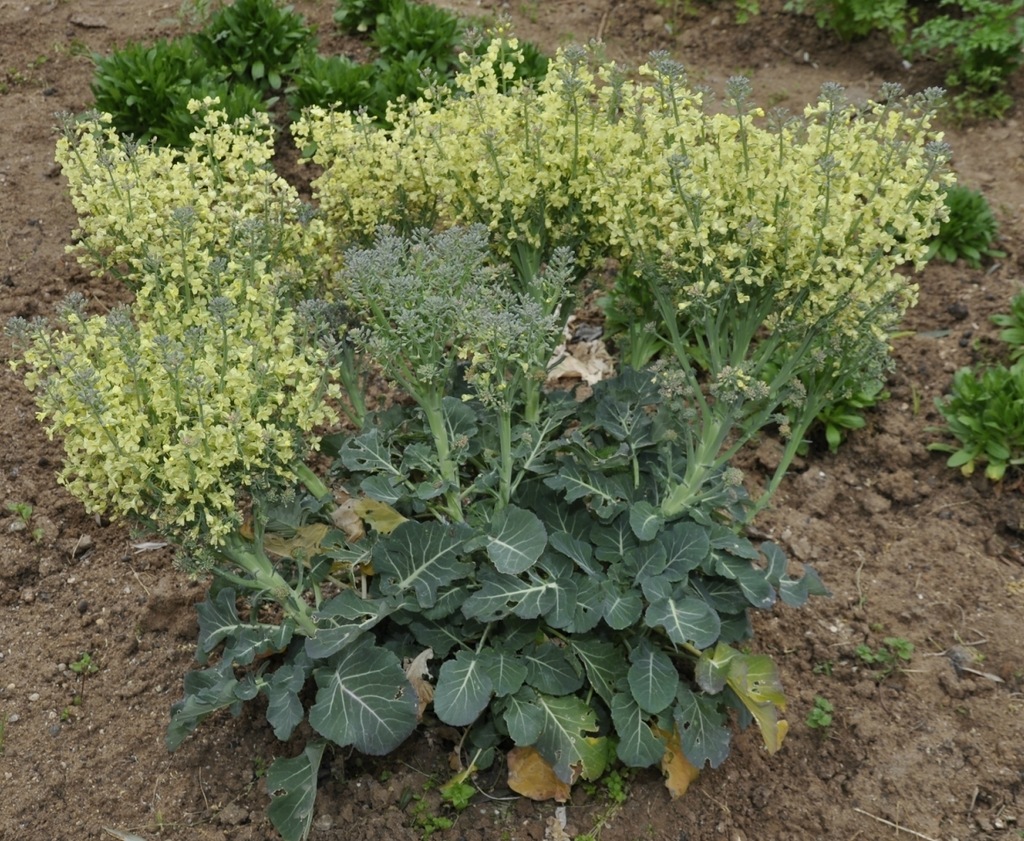 Image of Brassica oleracea var. italica specimen.