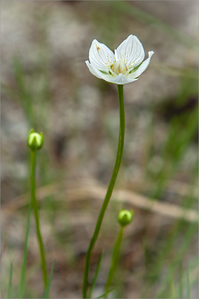 Image of Parnassia palustris specimen.