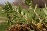 Buglossoides rochelii. Побег с цветком. Ростовская обл., Неклиновский р-н, Лакедемоновское с/п, Беглицкая коса. 15.04.2013.