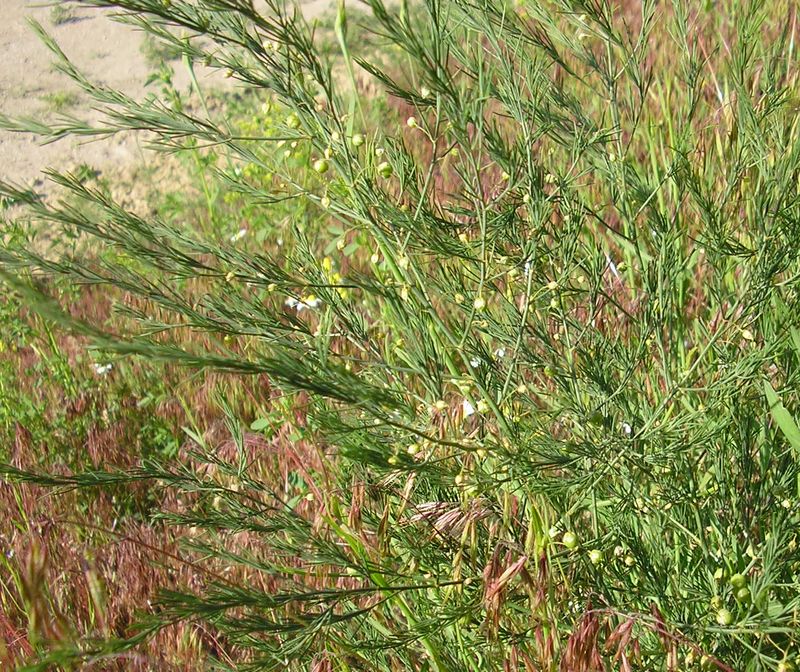Image of Asparagus officinalis specimen.