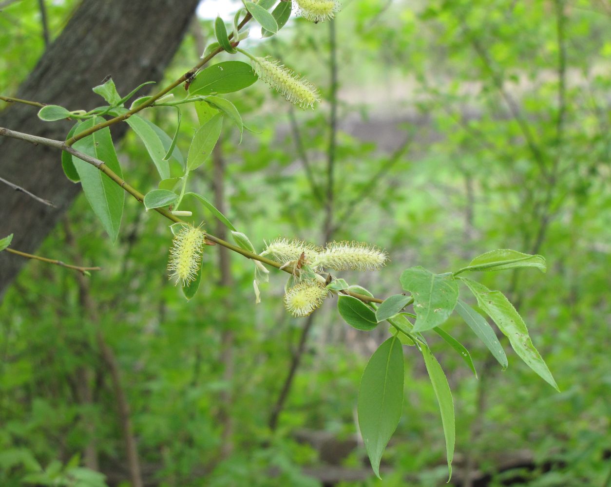 Image of Salix euxina specimen.