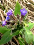 Pulmonaria mollis. Расцветающее соцветие (вид сверху). Ставропольский край, г. Кисловодск, Курортный парк верхний, травянистый склон горы под вершиной. 02.04.2013.