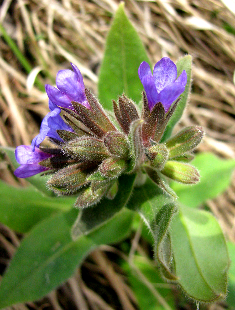 Изображение особи Pulmonaria mollis.