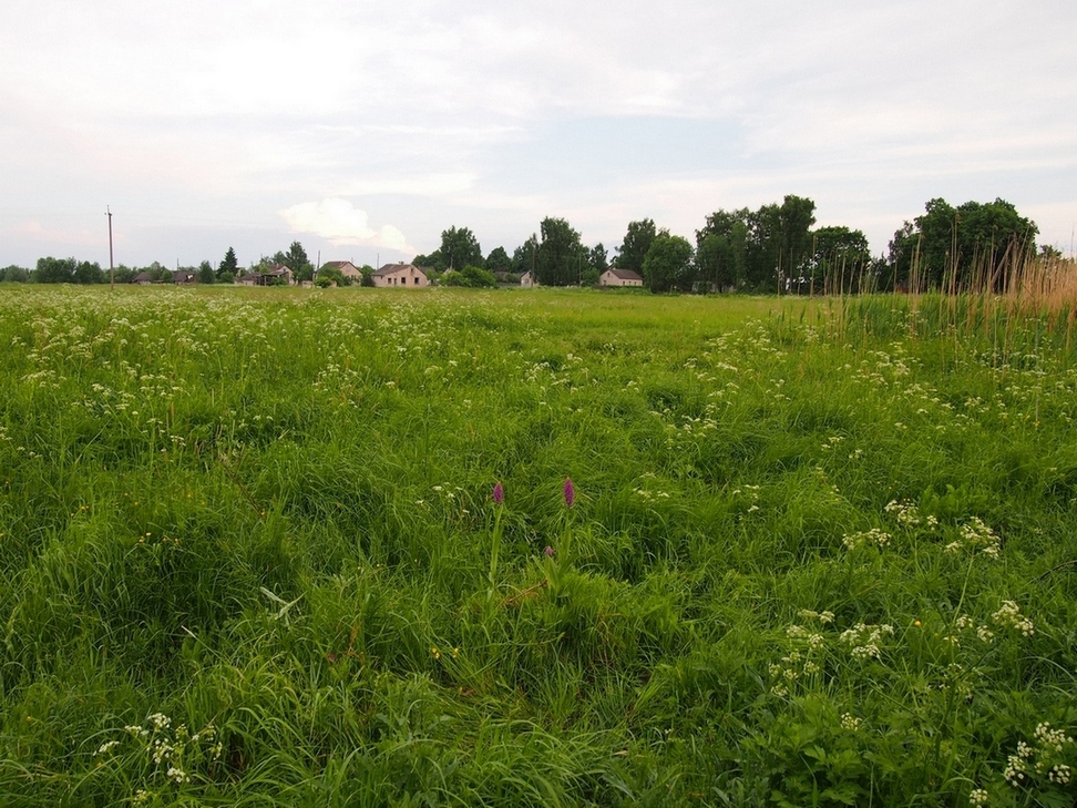 Изображение особи Dactylorhiza baltica.