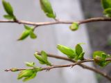 Spiraea chamaedryfolia