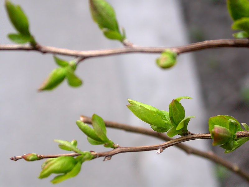 Image of Spiraea chamaedryfolia specimen.