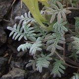 Scutellaria grossheimiana