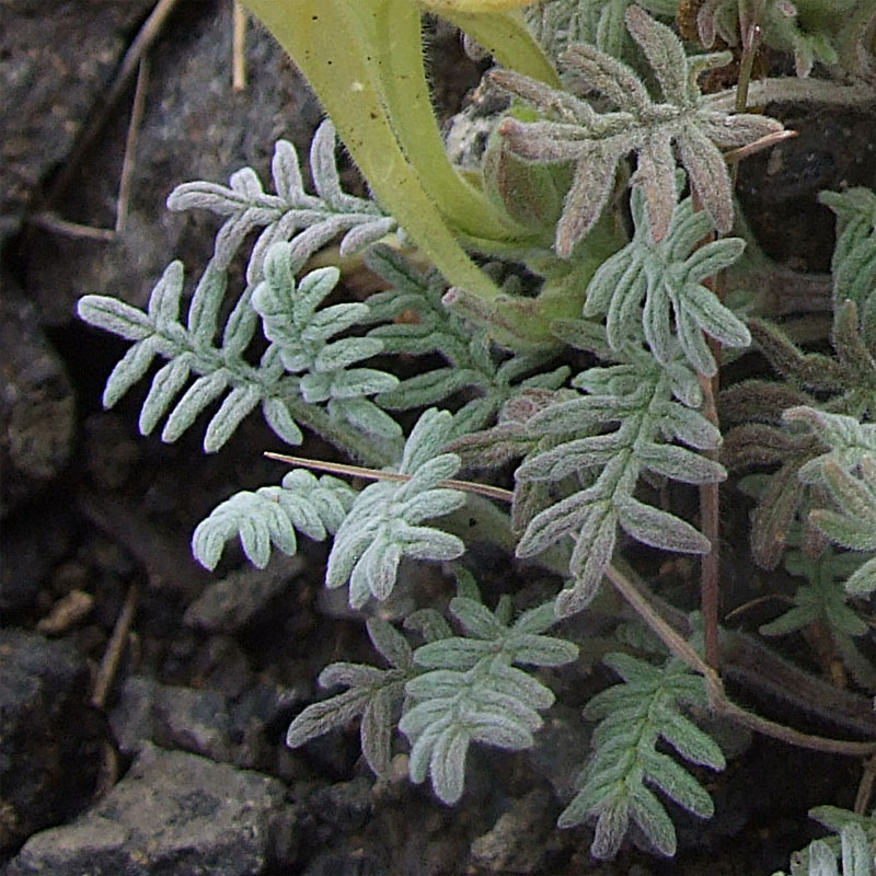 Изображение особи Scutellaria grossheimiana.