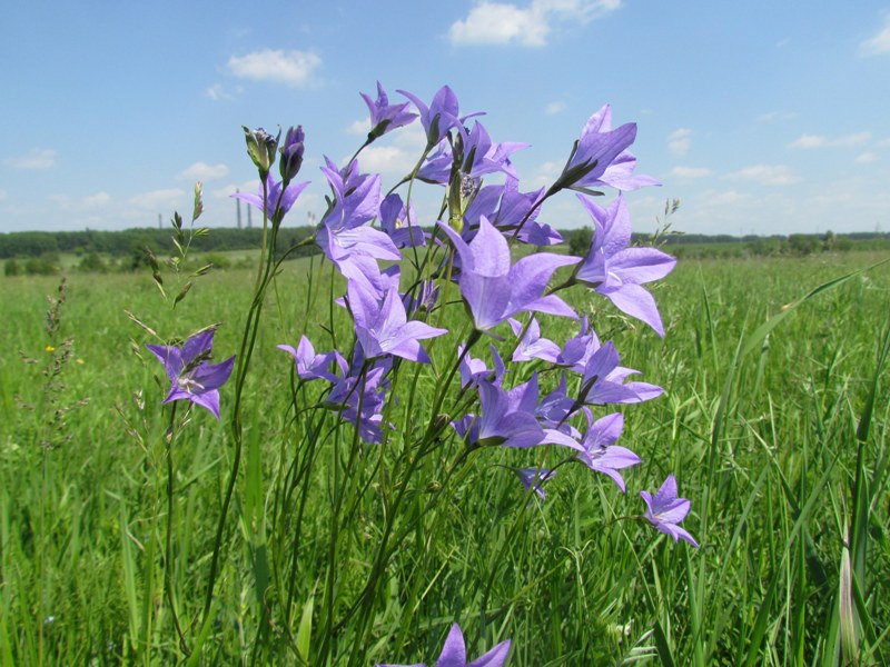 Изображение особи Campanula wolgensis.