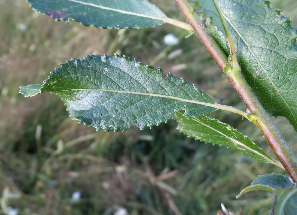 Image of Salix myrsinifolia specimen.