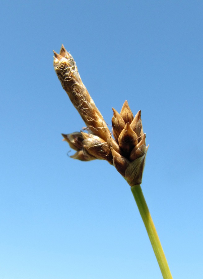 Image of Carex glareosa specimen.