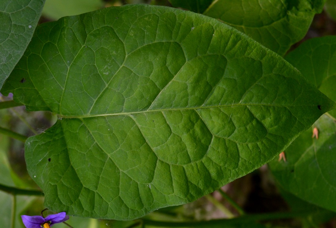 Image of Solanum kitagawae specimen.