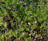 Nemophila menziesii