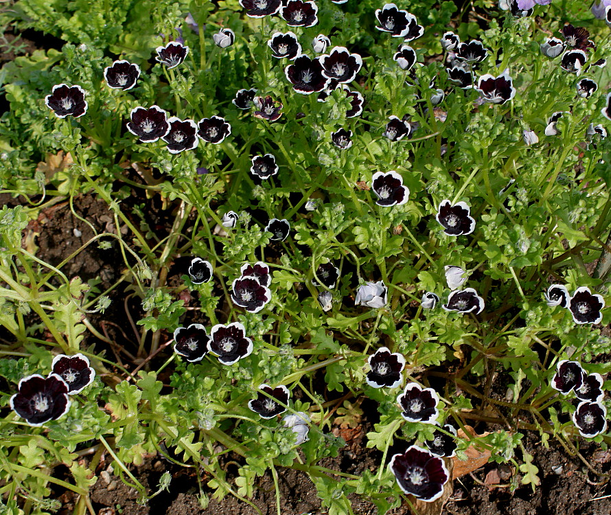 Изображение особи Nemophila menziesii.