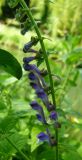 Scutellaria altissima