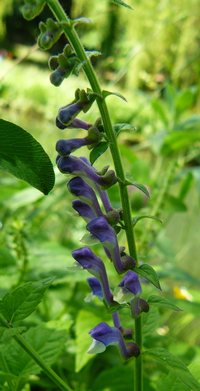 Image of Scutellaria altissima specimen.