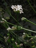 Asperula supina