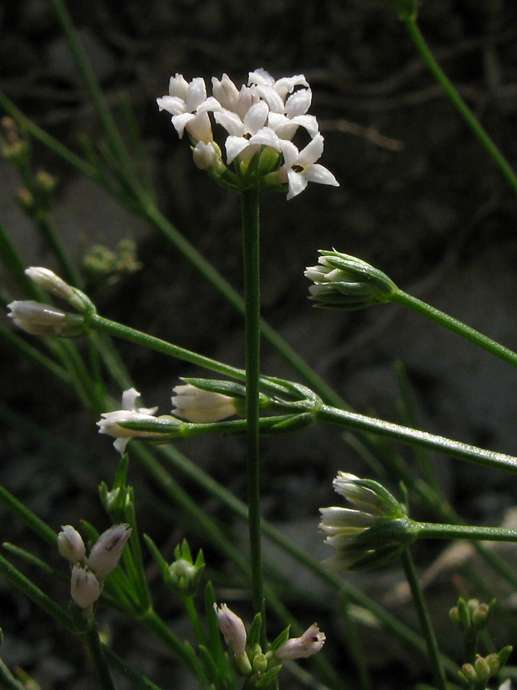 Изображение особи Asperula supina.