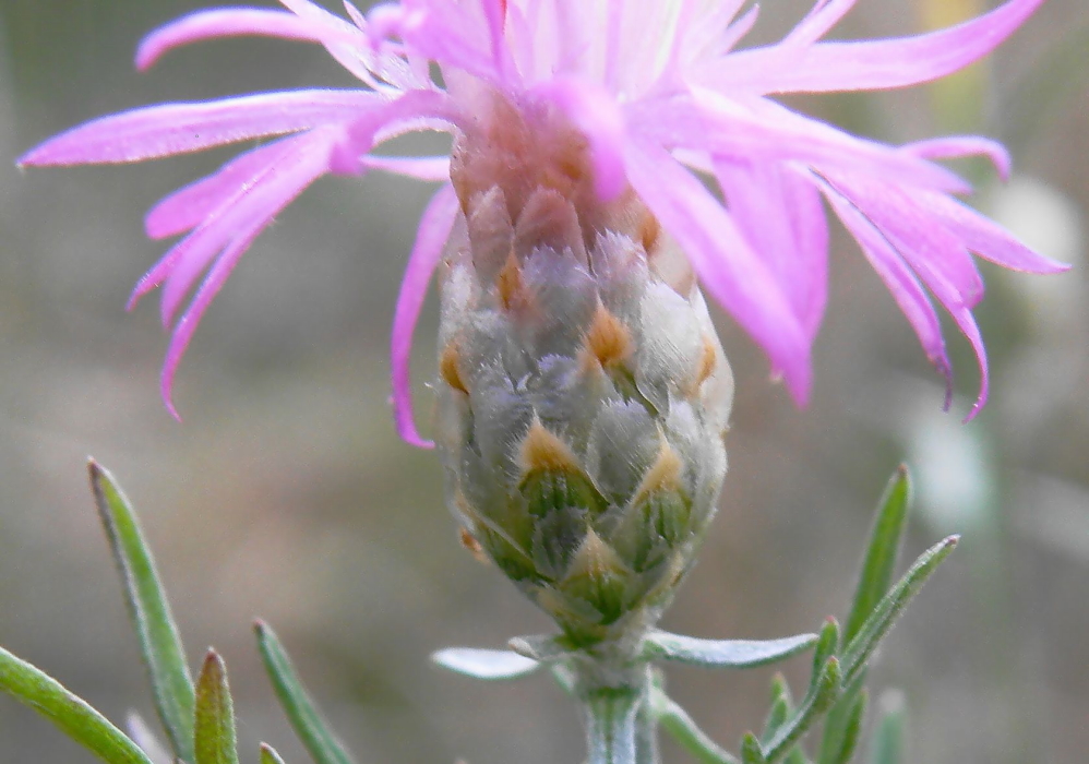 Image of Centaurea novorossica specimen.