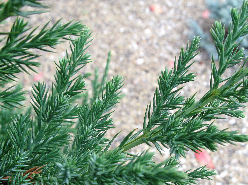 Image of Juniperus chinensis specimen.