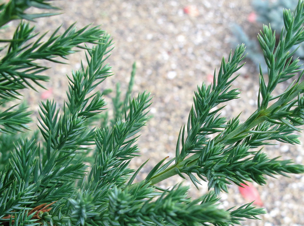 Изображение особи Juniperus chinensis.