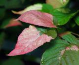 Actinidia kolomikta. Лист с окраской, характерной для периода цветения. Московская обл., Раменский р-н, окр. дер. Хрипань, садовый участок. 20.07.2013.