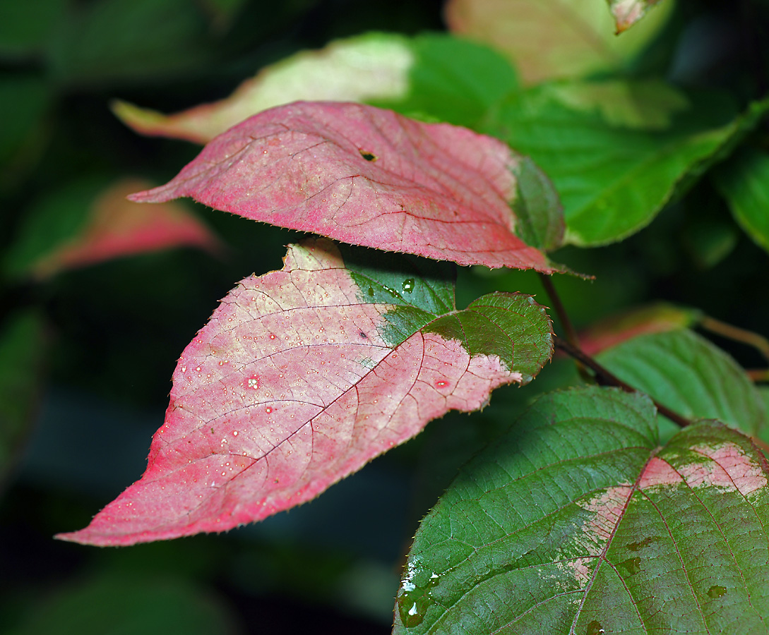 Изображение особи Actinidia kolomikta.