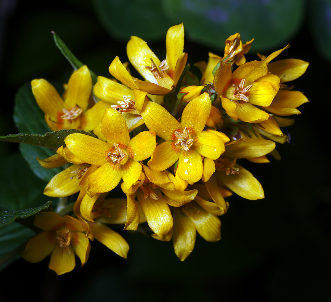 Image of Lysimachia vulgaris specimen.