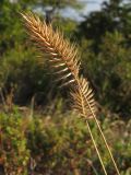 Agropyron pectinatum. Верхушка побега с соплодием. Краснодарский край, окр. г. Геленджик, прибрежная гора, каменистый склон. 14.09.2013.