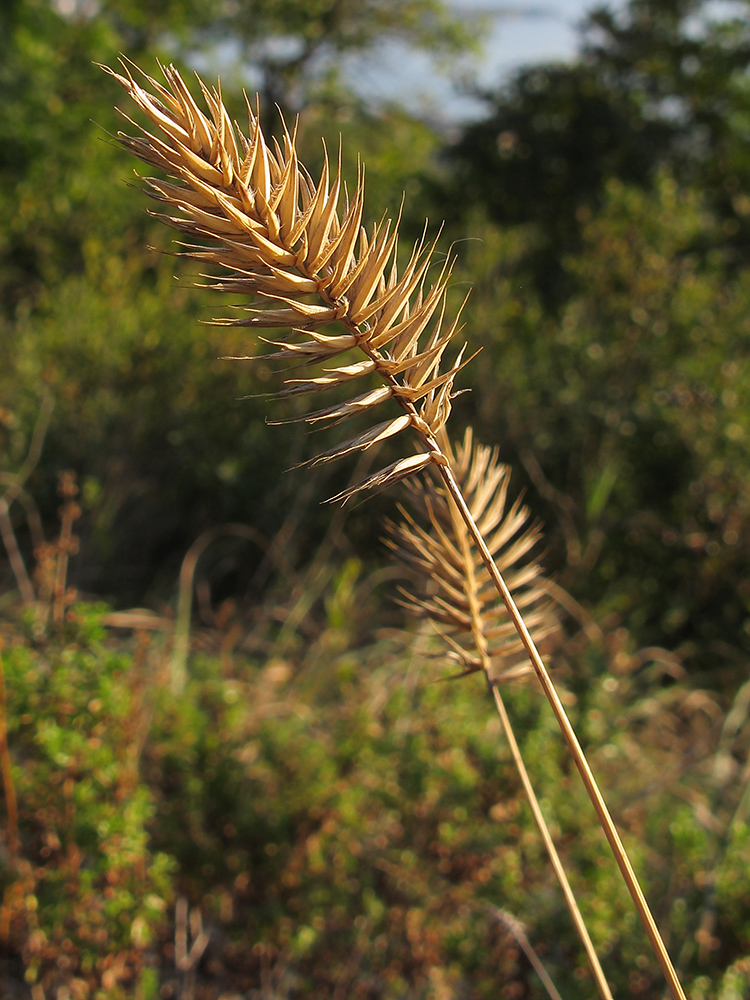 Изображение особи Agropyron pectinatum.
