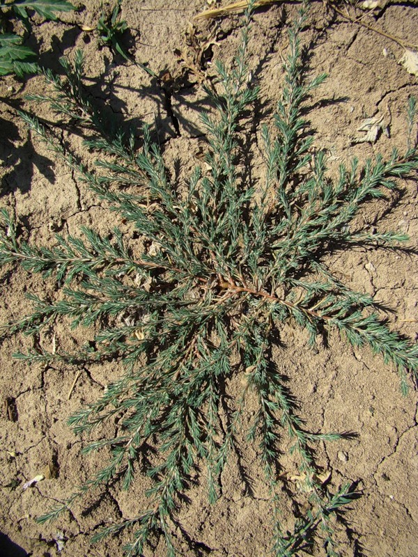 Image of Polycnemum majus specimen.
