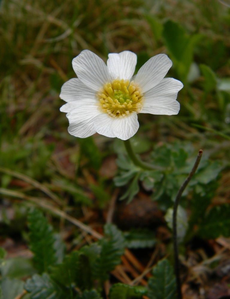 Изображение особи Callianthemum coriandrifolium.