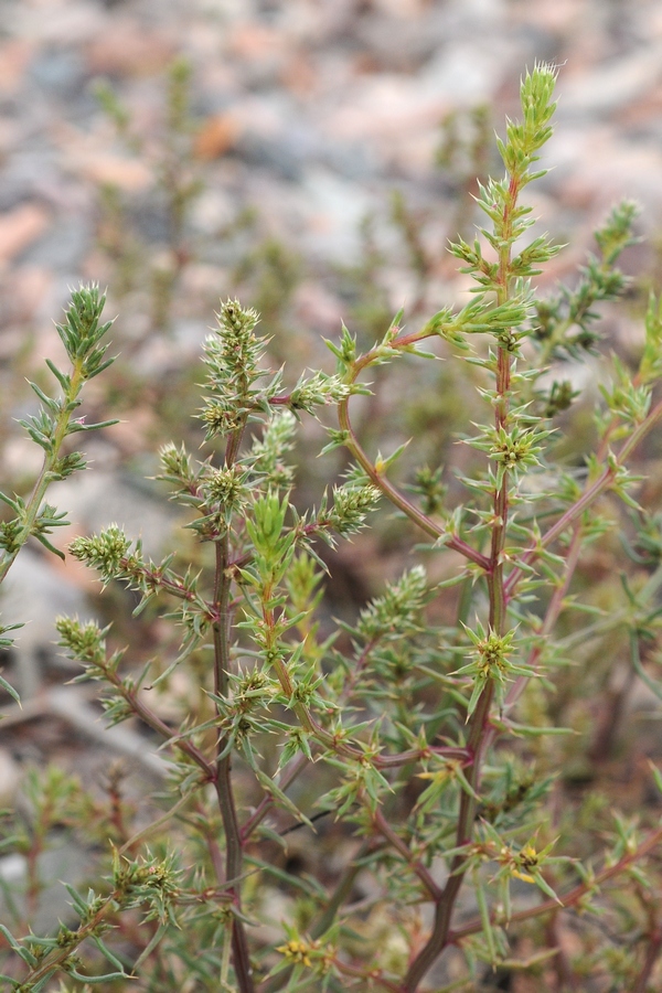 Image of Salsola tragus specimen.