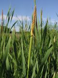 Typha &times; glauca