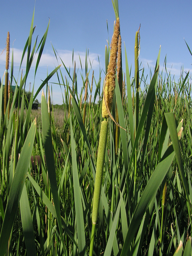 Image of Typha &times; glauca specimen.
