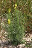 Linaria vulgaris