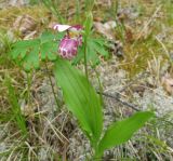 Cypripedium guttatum