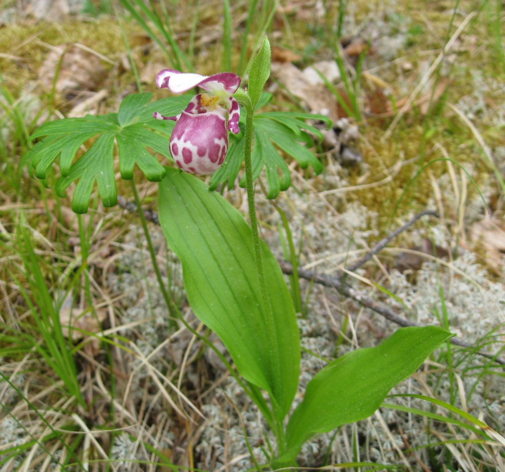 Image of Cypripedium guttatum specimen.