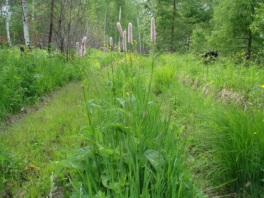 Изображение особи Bistorta officinalis.