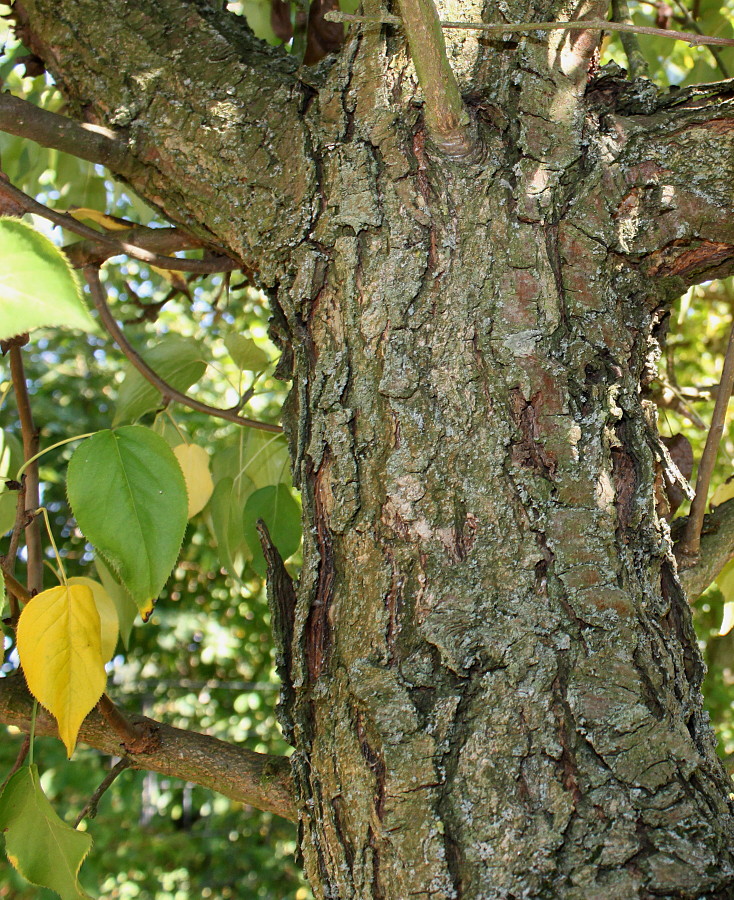 Image of Pyrus hondoensis specimen.